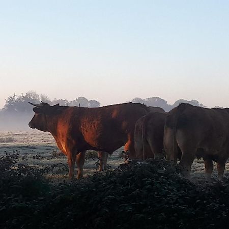 Landelijk Gelegen Huisje Op Erf Veeningen Luaran gambar