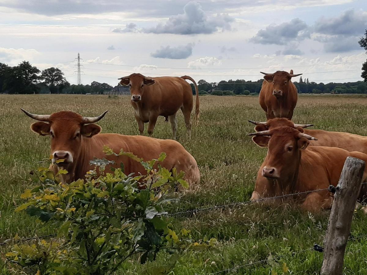 Landelijk Gelegen Huisje Op Erf Veeningen Luaran gambar