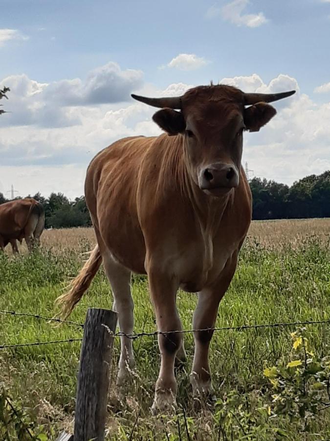 Landelijk Gelegen Huisje Op Erf Veeningen Luaran gambar