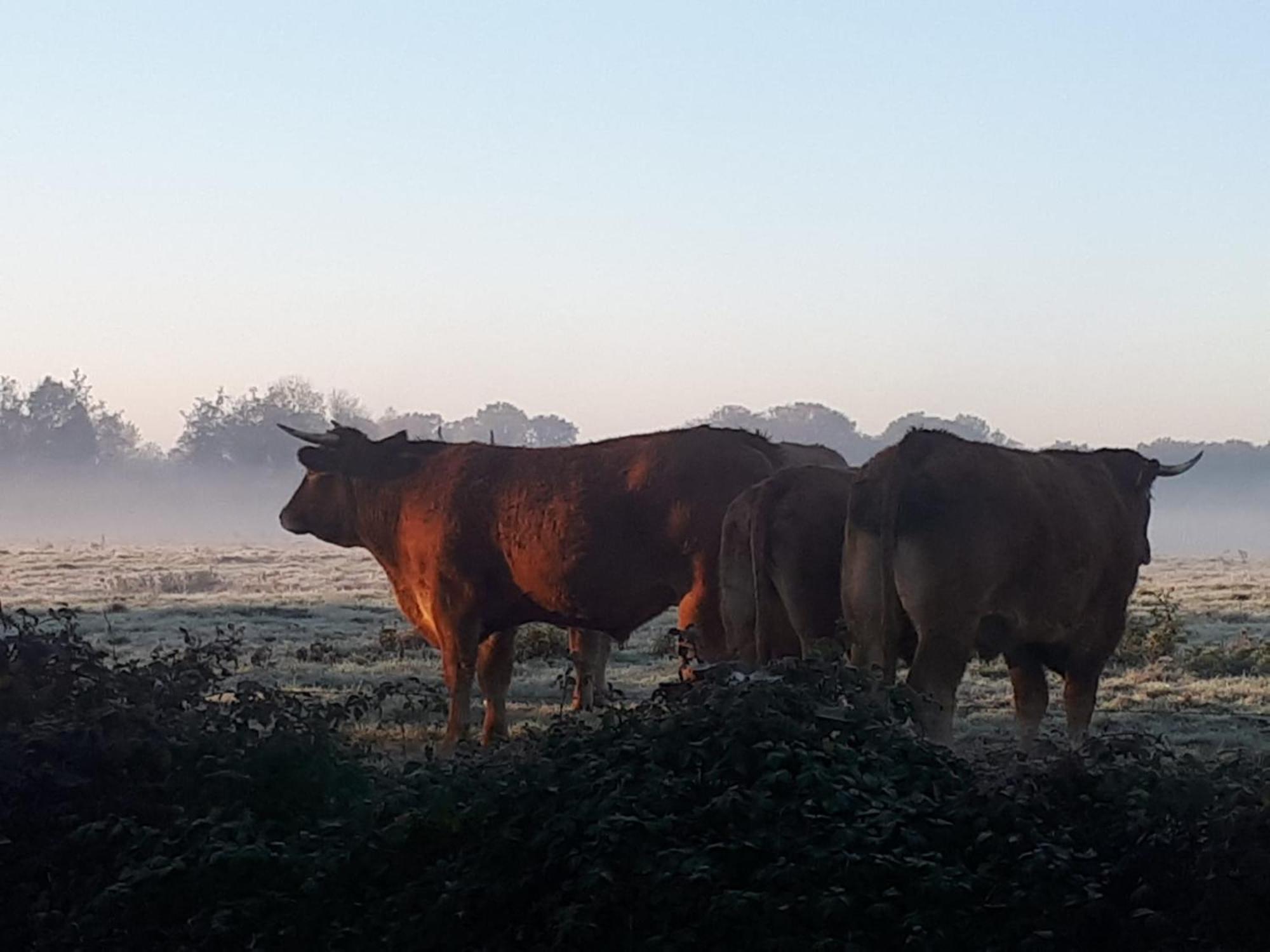 Landelijk Gelegen Huisje Op Erf Veeningen Luaran gambar